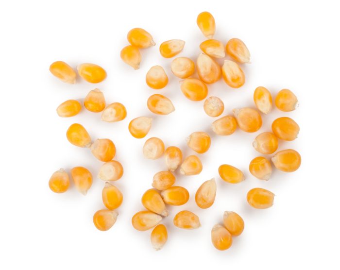 البوشار
