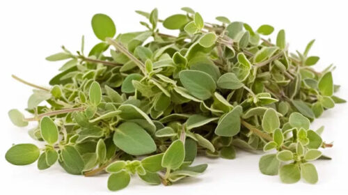 الزعتر الورق الزعتر الورق